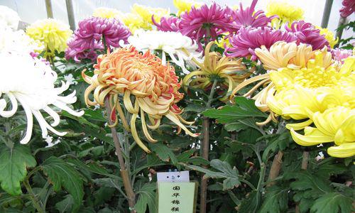 探秘菊花的生长特点（从栽培到开花）