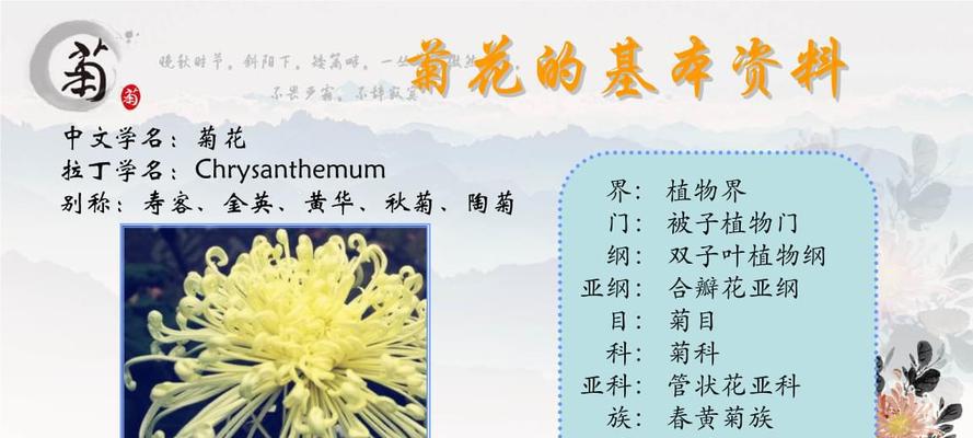 菊花扦插时间详解（掌握最佳扦插时间）