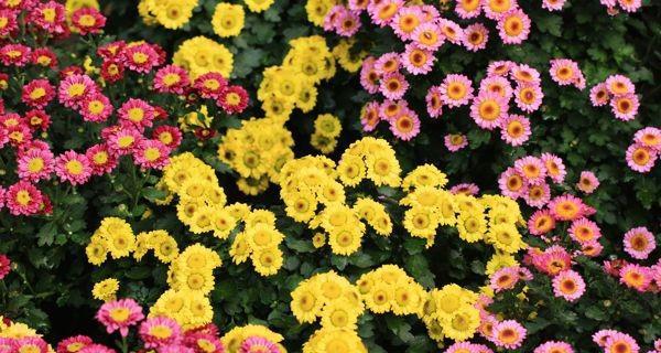 北方菊花种植全攻略（选择、播种、养护、开花期）