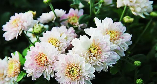菊花的肥料选择（为您分享菊花浇什么肥料最合适的经验）