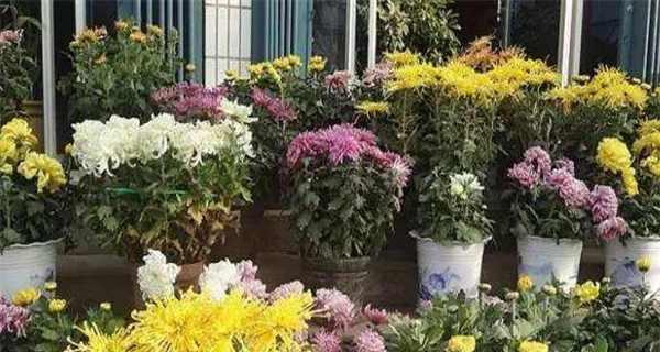 如何正确浇水让菊花更健康（掌握浇水时间和方法）