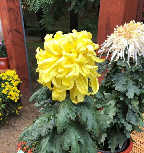 如何妥善处理菊花开花后（从采摘到保存）
