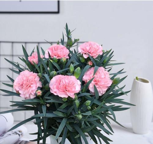康乃馨开花季节详解（康乃馨开花月份及开花原因）
