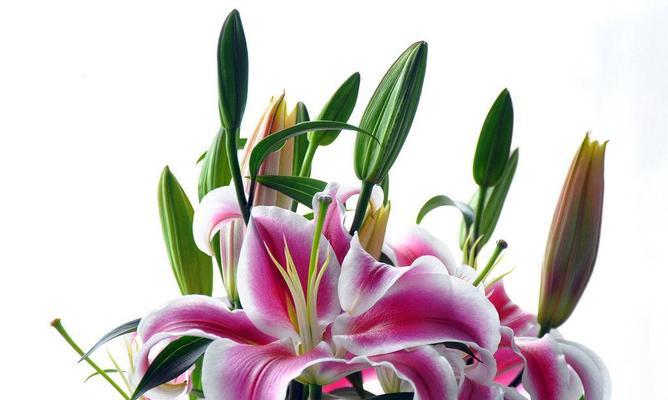 百合花的象征意义及文化传承（百合花）