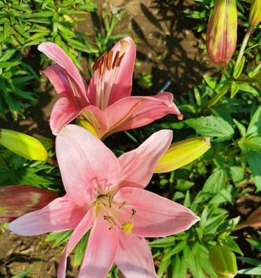 百合花的象征意义及文化传承（百合花）