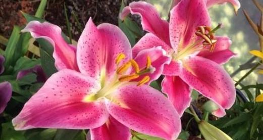 百合花语的美丽传说（百合花传递的爱与希望）