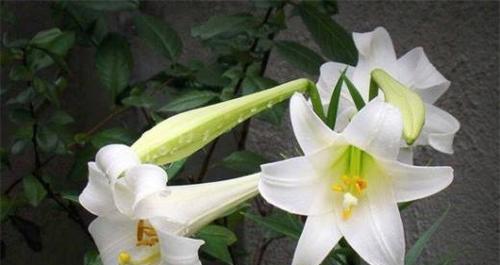 百合花语的美丽传说（百合花传递的爱与希望）