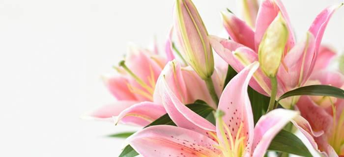 百合花的花语与寓意（深情的百合花传递的意义）
