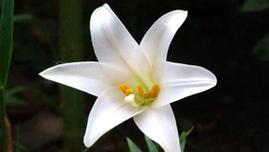 百合花的花语与寓意（深情的百合花传递的意义）