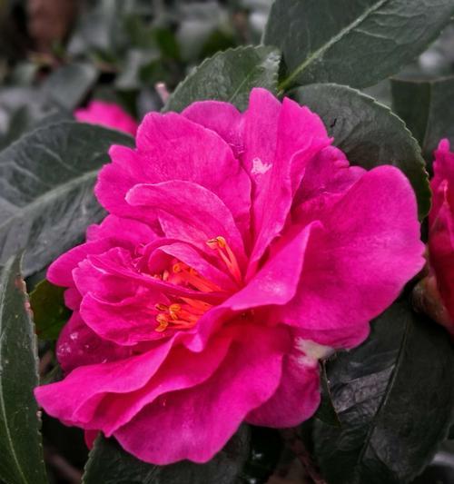 茶花的花语与寓意（探寻茶花的象征意义）