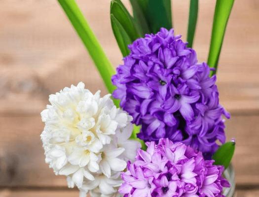 红色风信子的花语（传递爱意和热情的红色风信子花语）