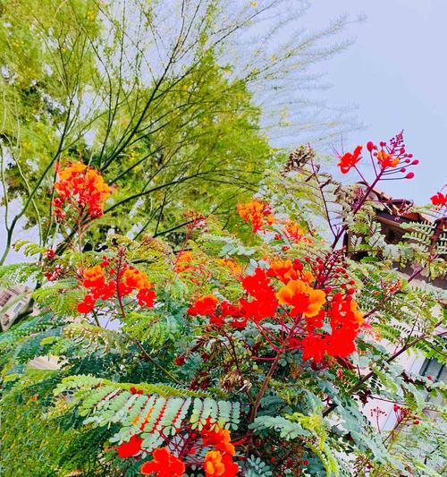 凤凰花的象征意义（凤凰花之美与生命的奇迹）