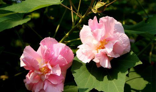 芙蓉花语（赏芙蓉花）