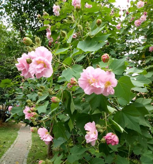 芙蓉花语（赏芙蓉花）