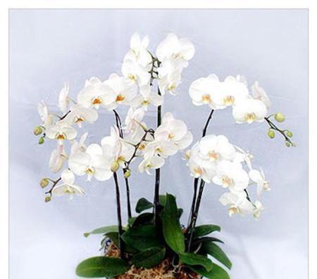 蝴蝶兰（探寻蝴蝶兰的花语与寓意）