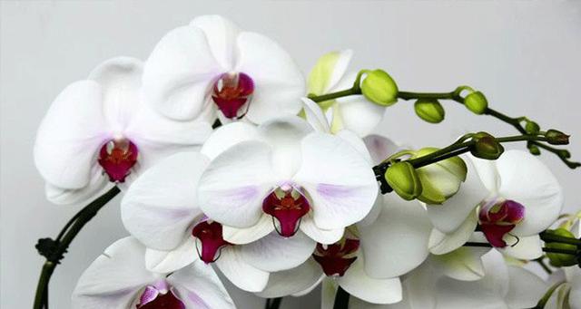 蝴蝶兰（探寻蝴蝶兰的花语与寓意）
