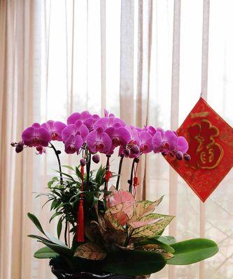 蝴蝶兰的花语（追寻着花海中的微笑—蝴蝶兰的花语）