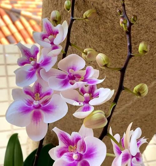 蝴蝶兰花语（蝴蝶兰花语的意义及其在生活中的应用）
