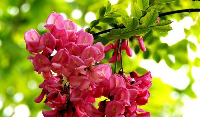 《槐花的多彩世界》（探寻槐花的颜色与花语之美）