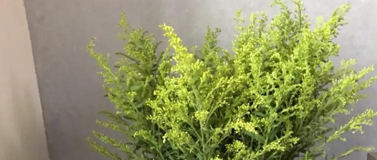黄莺的花语与寓意（喜鹊飞舞间）