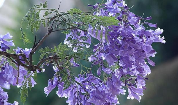 以蓝花楹的花语与寓意（探寻以蓝花楹的深层含义）