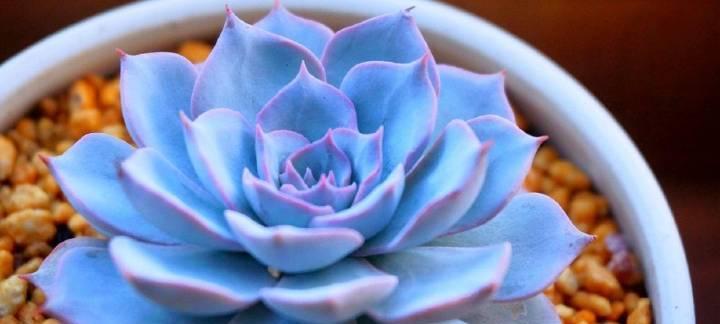 蓝莲花（以蓝莲花代表什么人）