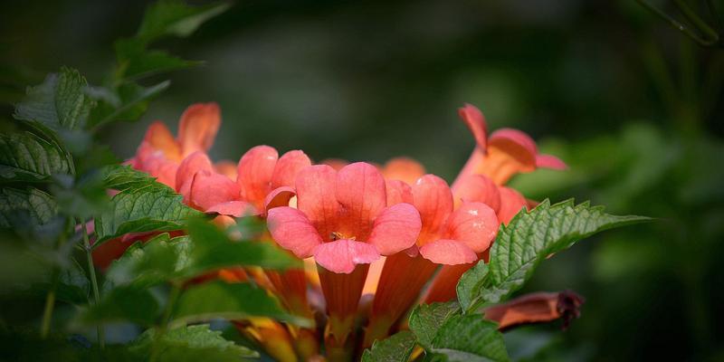 凌霄花（探寻凌霄花的美丽和神奇）