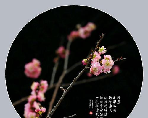 绿菊花的花语与寓意——生命力与希望的象征（探究绿菊花所代表的意义和象征）