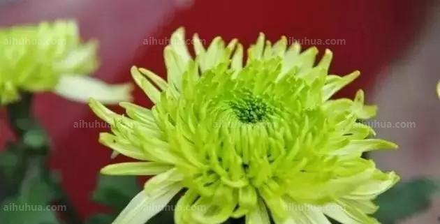绿色菊花的象征意义（解读绿色菊花的神秘象征）
