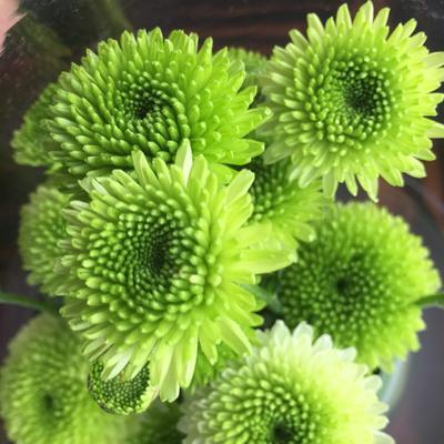 绿色菊花的花语秘密（揭示绿色菊花的神秘象征意义）