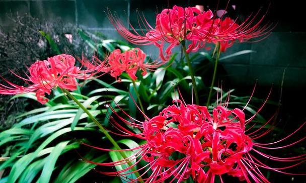 以蔓珠莎华的花语与传说（探寻以蔓珠莎华的含义和神奇力量）