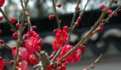 梅花（揭示梅花的花语和代表意义）