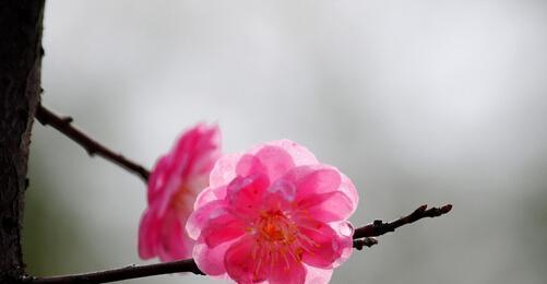 梅花花语的象征与寓意（唤醒内心的坚韧与纯净）
