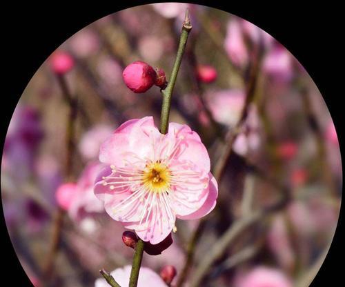 梅花的多彩色彩与丰富寓意（探索梅花多样化的颜色与内涵）