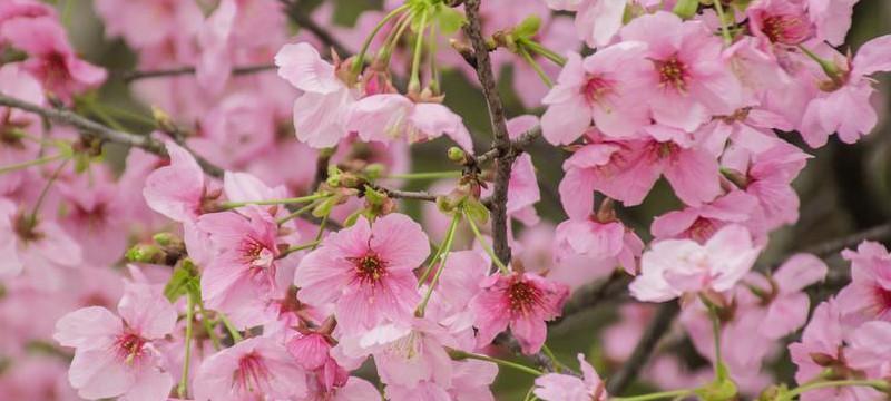 美人樱花的花语之意义与象征（探寻美人樱花背后的浪漫与神秘）