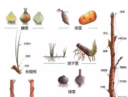 犁头尖与犁头草的区别（了解农业机械）