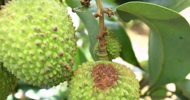 荔枝病虫害防治技术与方法措施（有效保障荔枝产量提高——病虫害防治经验分享）