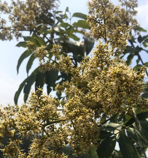 荔枝开花结果的时间和方式（探究荔枝开花结果的规律及影响因素）