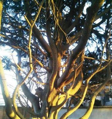 连理枝树的生长和特点（探究连理枝树属于什么植物及其应用）