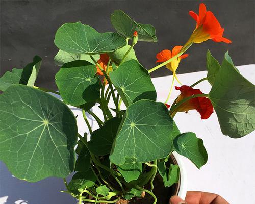 连体花盆种植攻略（如何选择适合的花种与连体花盆）