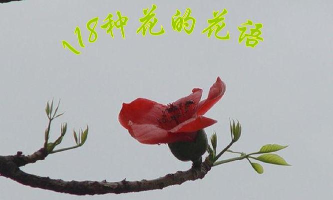 团结的力量（向日葵花语的内涵及其在团结中的象征作用）