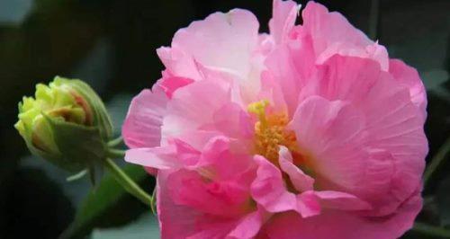 团圆美满之花（葡萄花）