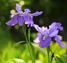 顽强如花——以铁线莲的花语为主题的文章（坚韧不拔的力量）