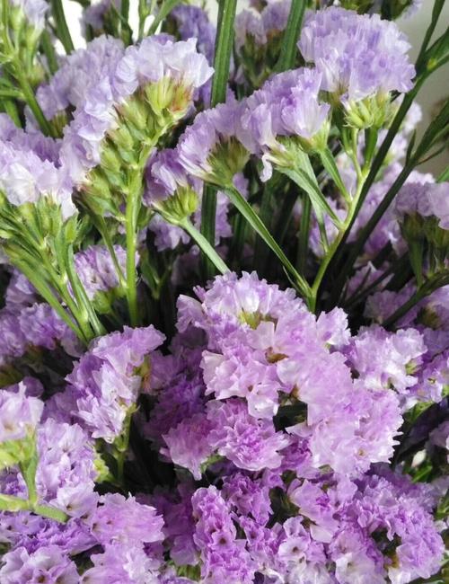 《忘记我——以雏菊的花语为主题》（探寻雏菊的花语）