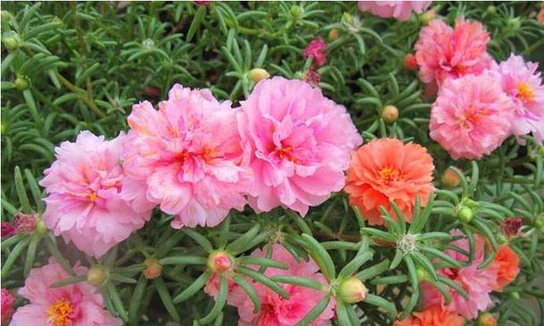 以雏菊的花语为主题的微笑（用雏菊传递笑容的力量）
