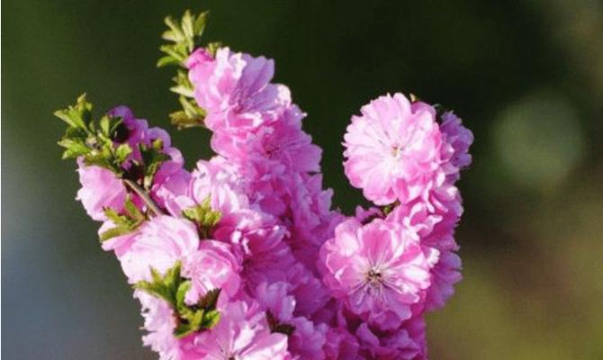 唯一——用花语诠释独特的美（以百合花为主题的花语艺术）