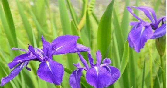 追寻未来之花——以向日葵为主题的花语（向日葵开放未来的希望）