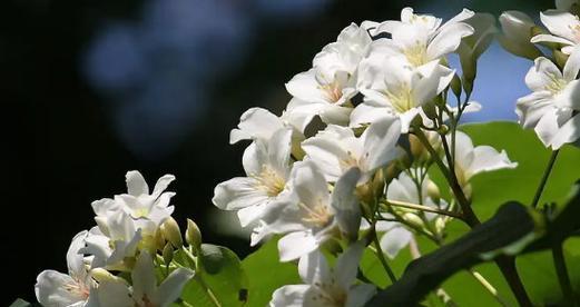 柔情似水——以樱花为主题的花语（美丽温婉的樱花）
