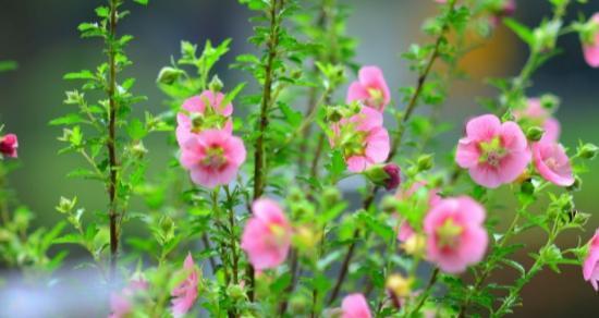 花语中的英雄（百合花语揭示英雄品质的深层含义）