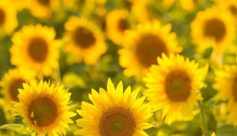 永不放弃——以玫瑰花的花语为主题的文章（玫瑰花的花语）